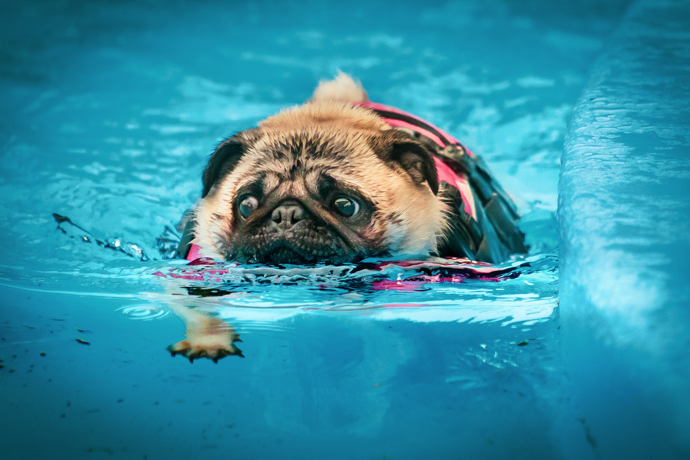POOL DOGS 41 (1)